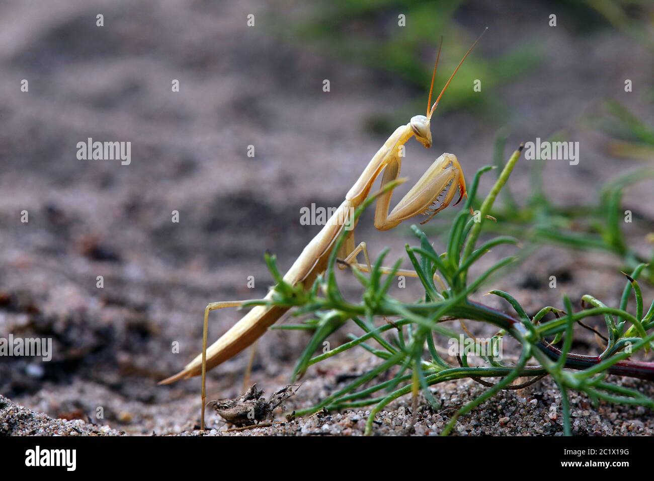 Worshiper Mantis religiosa von der Sandhausener BinnendÃ¼ne Pflege SchÃ¶nau Stock Photo