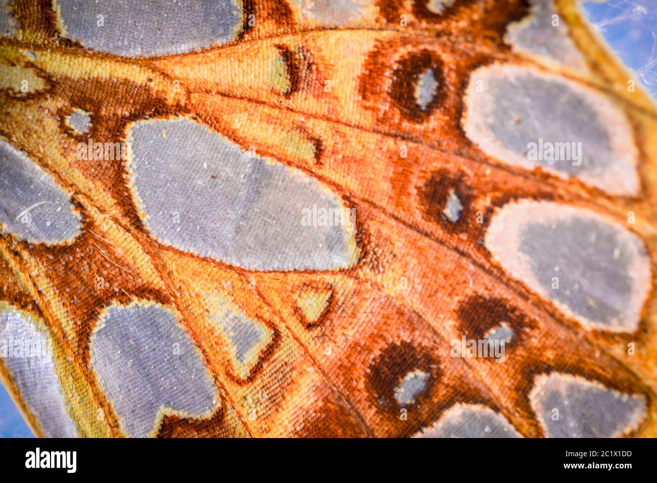 Queen of Spain fritillary (Argynnis lathonia, Issoria lathonia), detail of wing patterns, hindwing underside, shiny blotches, Germany, Bavaria, Niederbayern, Lower Bavaria Stock Photo
