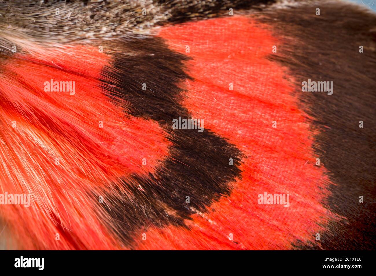 Red Underwing, Red Underwing Moth (Catocala nupta, Phalaena nupta), detail of wing patterns, hindwings, warning colouration, Germany, Bavaria, Niederbayern, Lower Bavaria Stock Photo