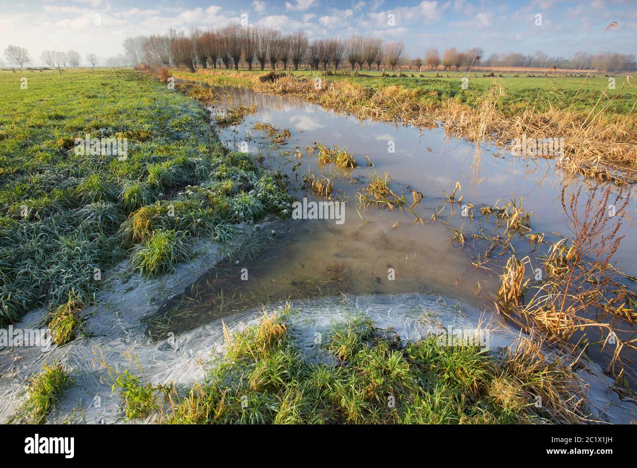 Langemeersen nature reserve in a winter morning, Belgium, East Flanders, Langemeersen, Oudenaarde Stock Photo