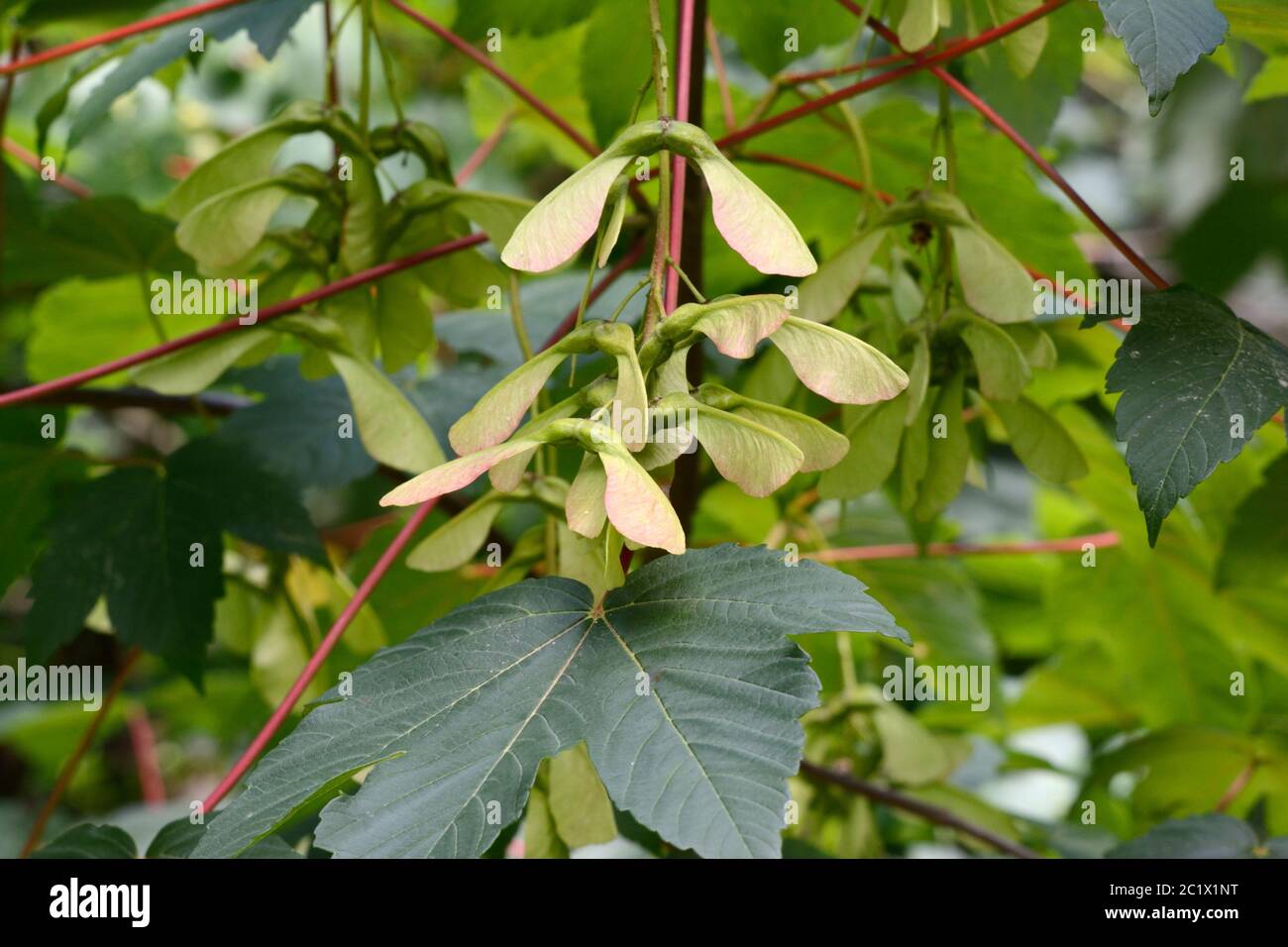 Sycamore seeds and leaves in summer Acer pseudoplatanus tree Carmarthenshire Wales Stock Photo