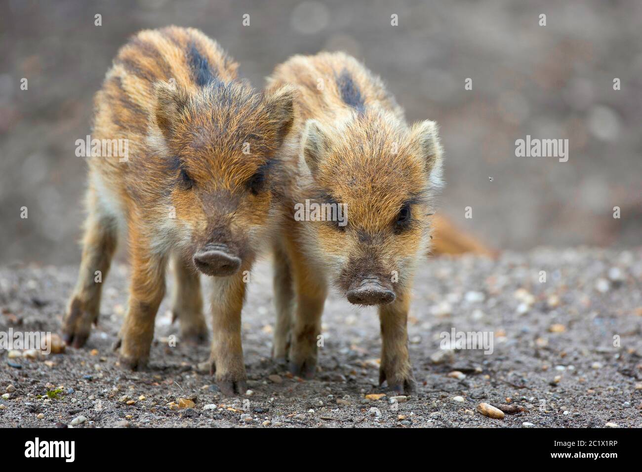 wild boar, pig, wild boar (Sus scrofa), two runts, Belgium, Ardennes Stock Photo