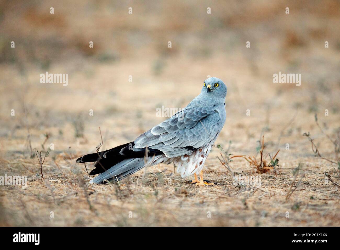 montague's harrier (Circus pygargus), male standing on the barren ground, wintering in Africa, Ethiopia Stock Photo