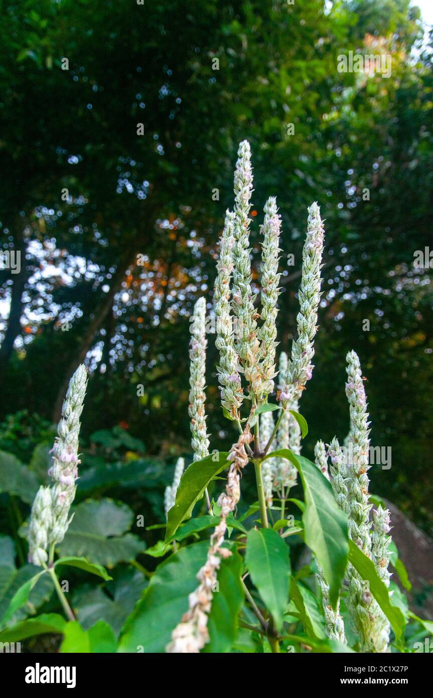 Beautiful tubular white wild tropical flower of Squirrel's Tail (Justicia betonica) Stock Photo