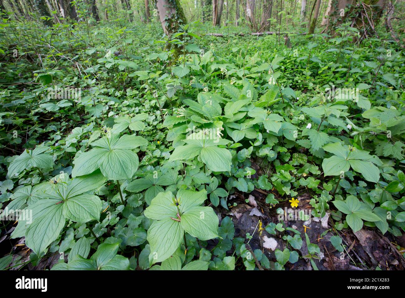 Herb Paris (Paris quadrifolia), blooming on forest ground, Belgium, West Flanders, Ruiselede, Vorte Bossen Stock Photo