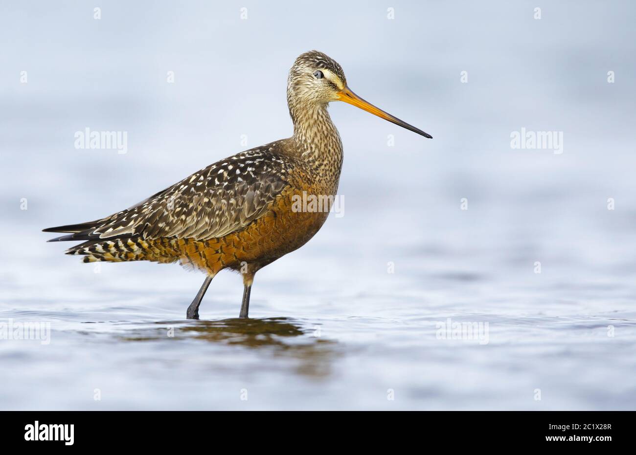 hudsonian godwit (Limosa haemastica), Adult male in summer plumage standing in arctic tundra lake, Canada, Manitoba Stock Photo