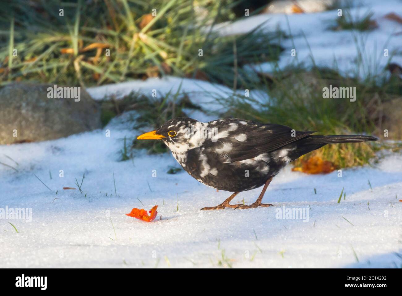 blackbird (Turdus merula), with white speckles, leucism, sits on the ground in winter, Germany, Bavaria, Niederbayern, Lower Bavaria Stock Photo
