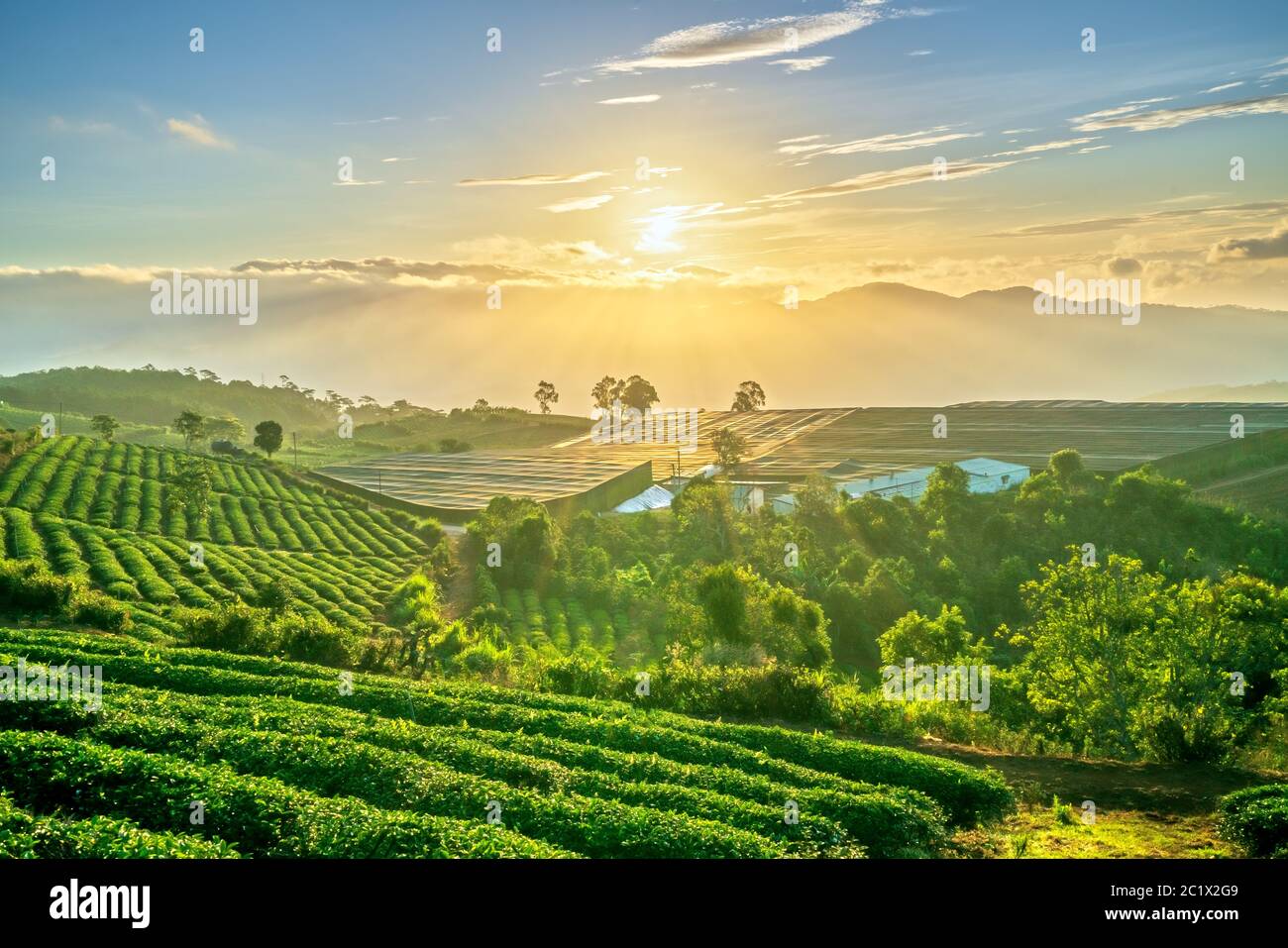 Green tea hill in the highlands in the morning. This tea plantation ...