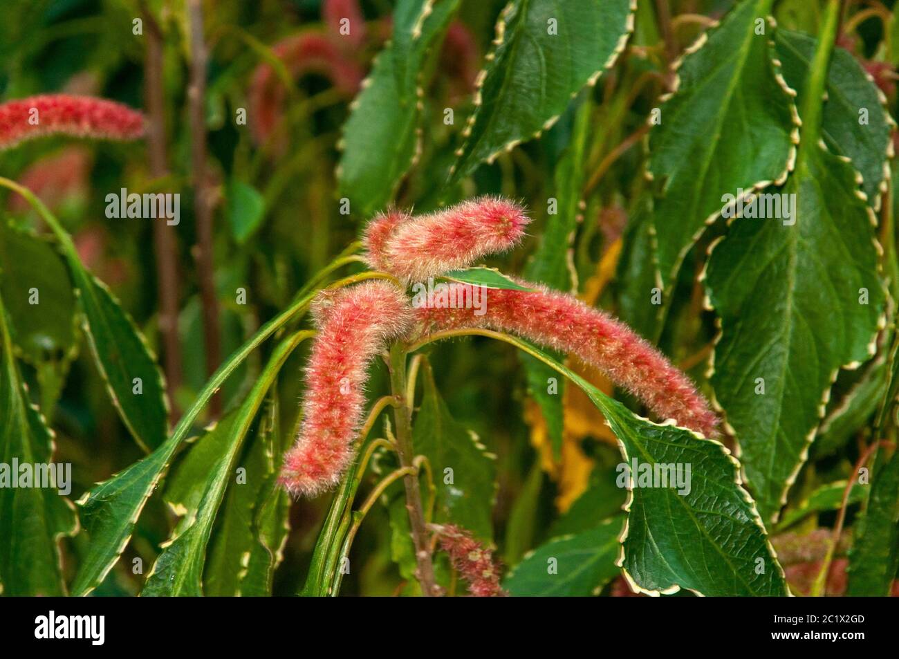 Beautiful tubular Red wild tropical flower of Three-seeded (Mercuries Genus Acalypha) Stock Photo