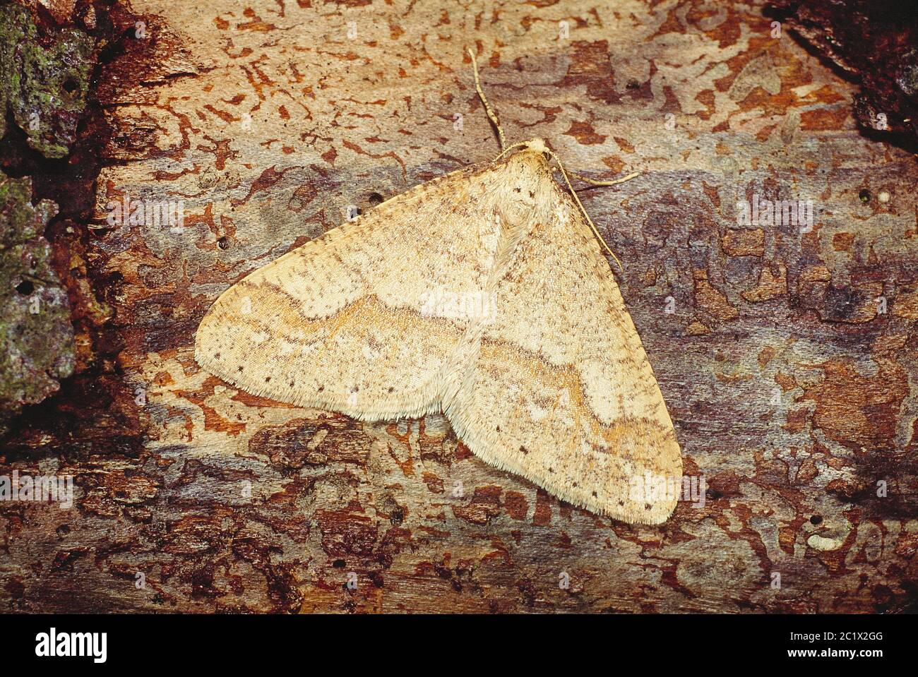 Guernsey. Wildlife. Insects. Dotted Border moth. (Agriopis marginaria). Stock Photo