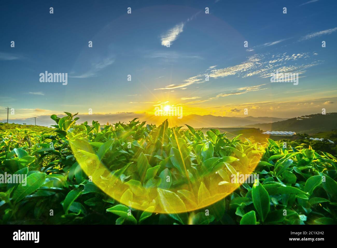 Green tea hill in the highlands in the morning. This tea plantation