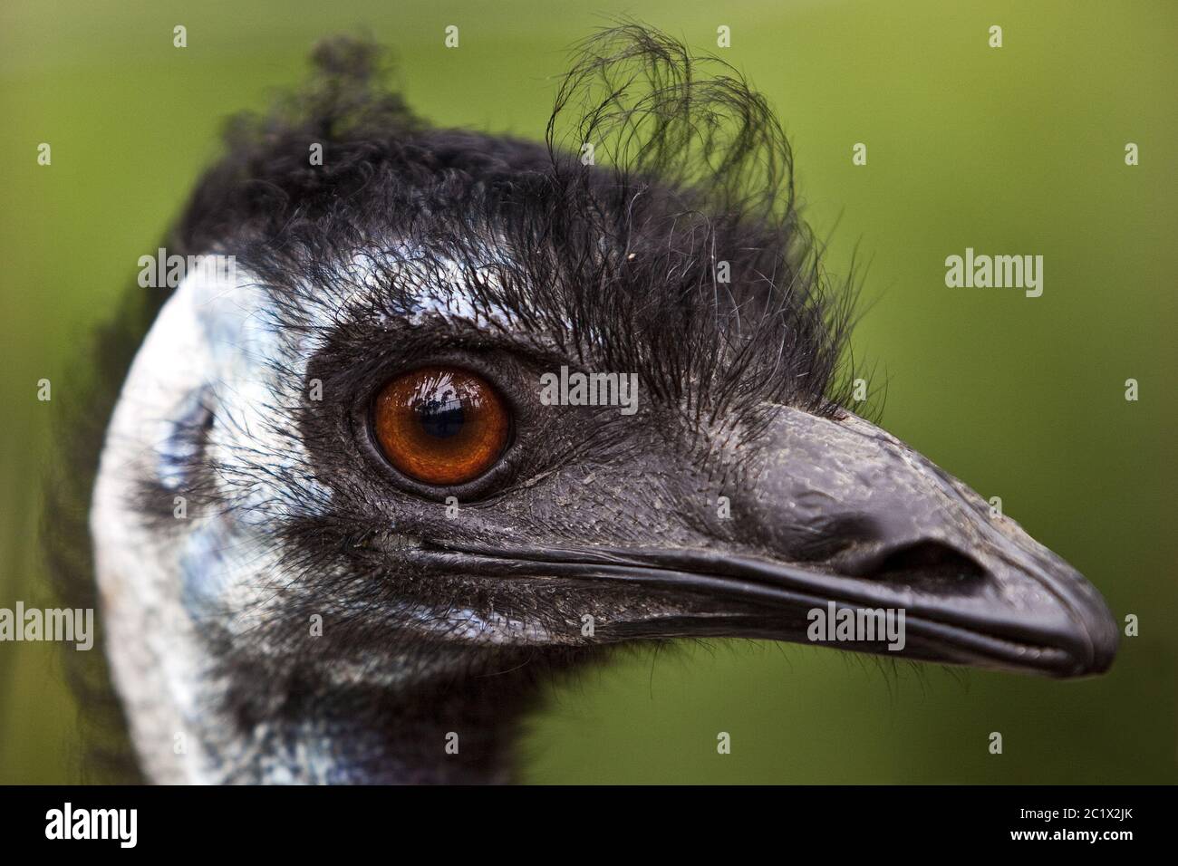 greater rhea (Rhea americana), portait, side view, Germany Stock Photo