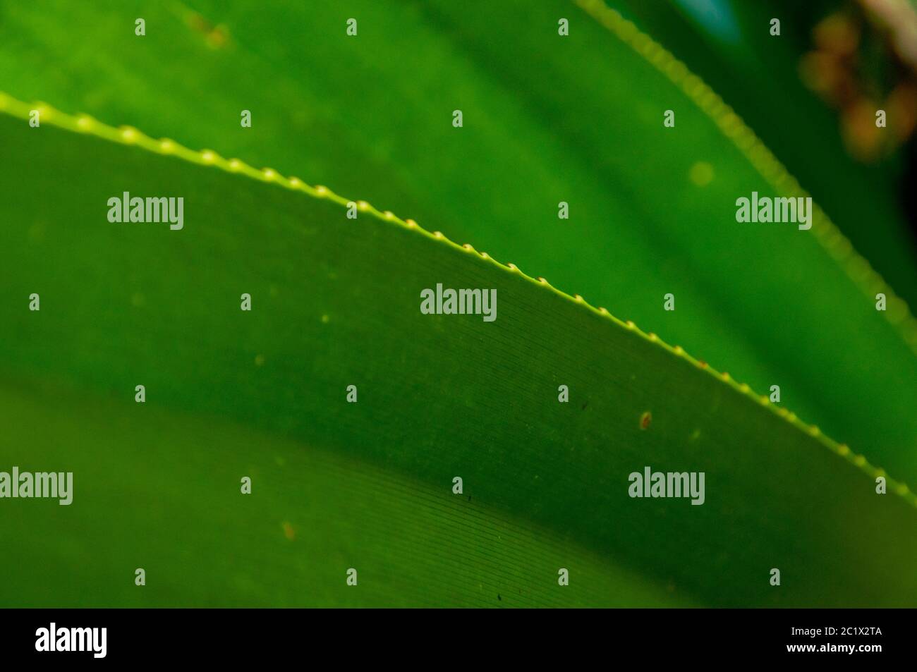 Close-up of Green tropical leaves Stock Photo - Alamy