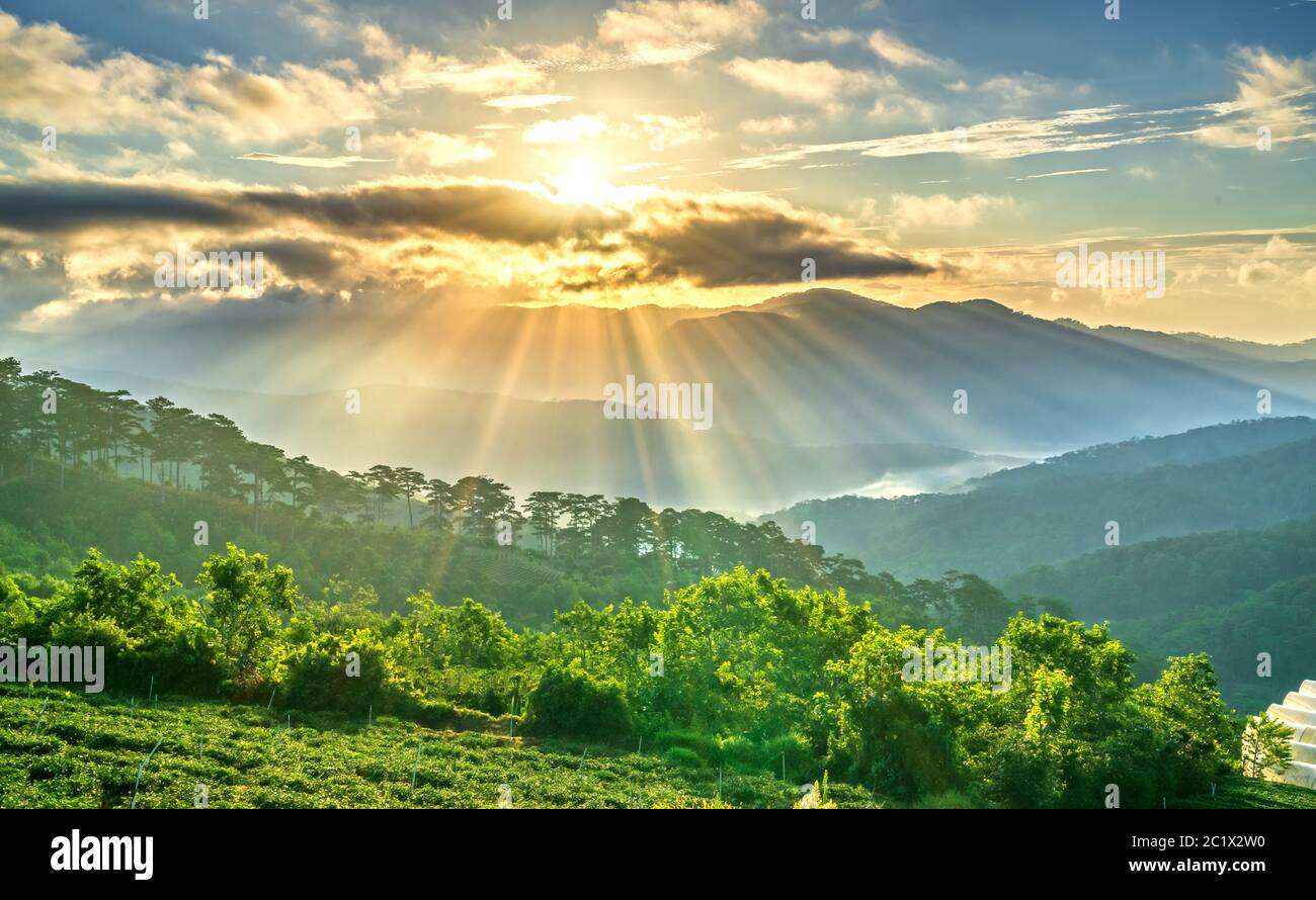 Sunrise over hillside a pine forest with long sun rays pass through valley with pines yellow sunny mornings this place more lively Stock Photo