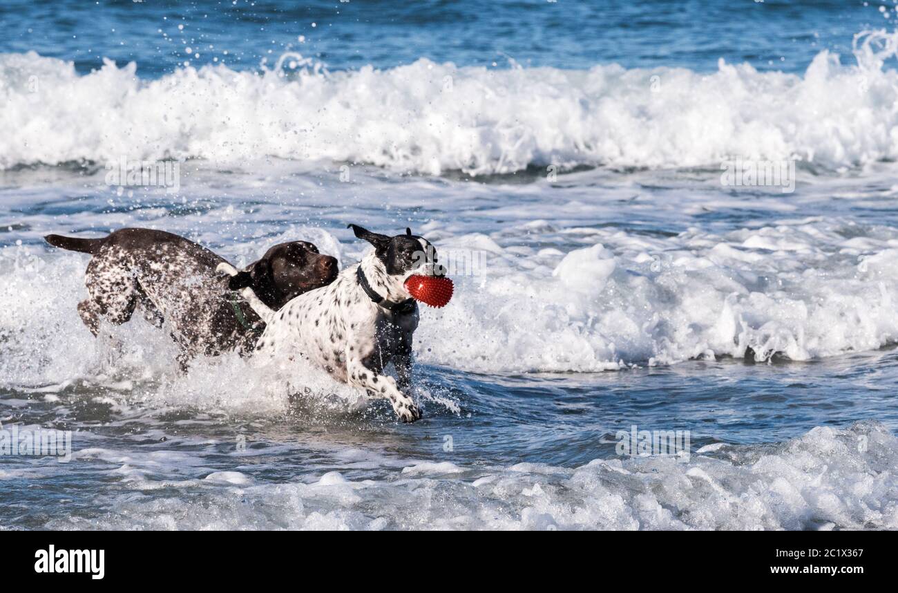 Dogs Playing in the Ocean Stock Photo Alamy