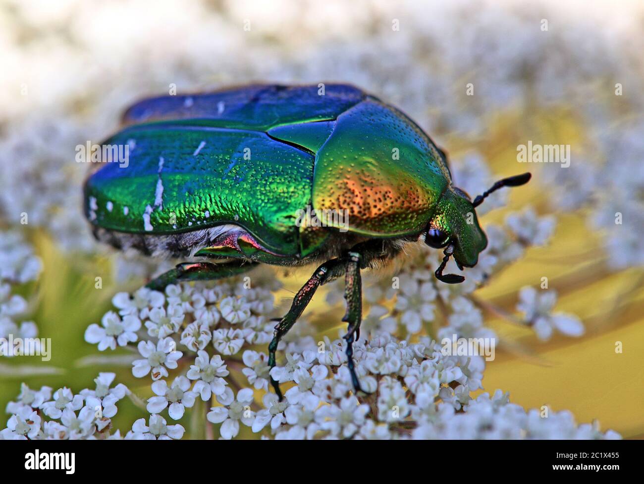 Macro photograph Magnificent rose beetle Cetonia aurata Stock Photo