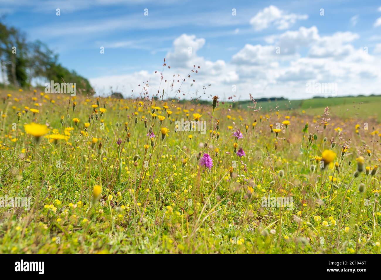 Wild flowers in summer at Coombe Bisset Down nature reserve, Salisbury, Wiltshire, UK Stock Photo