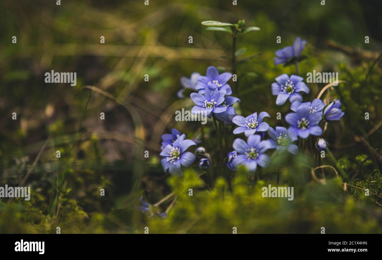 Hepatica, liverwort Stock Photo