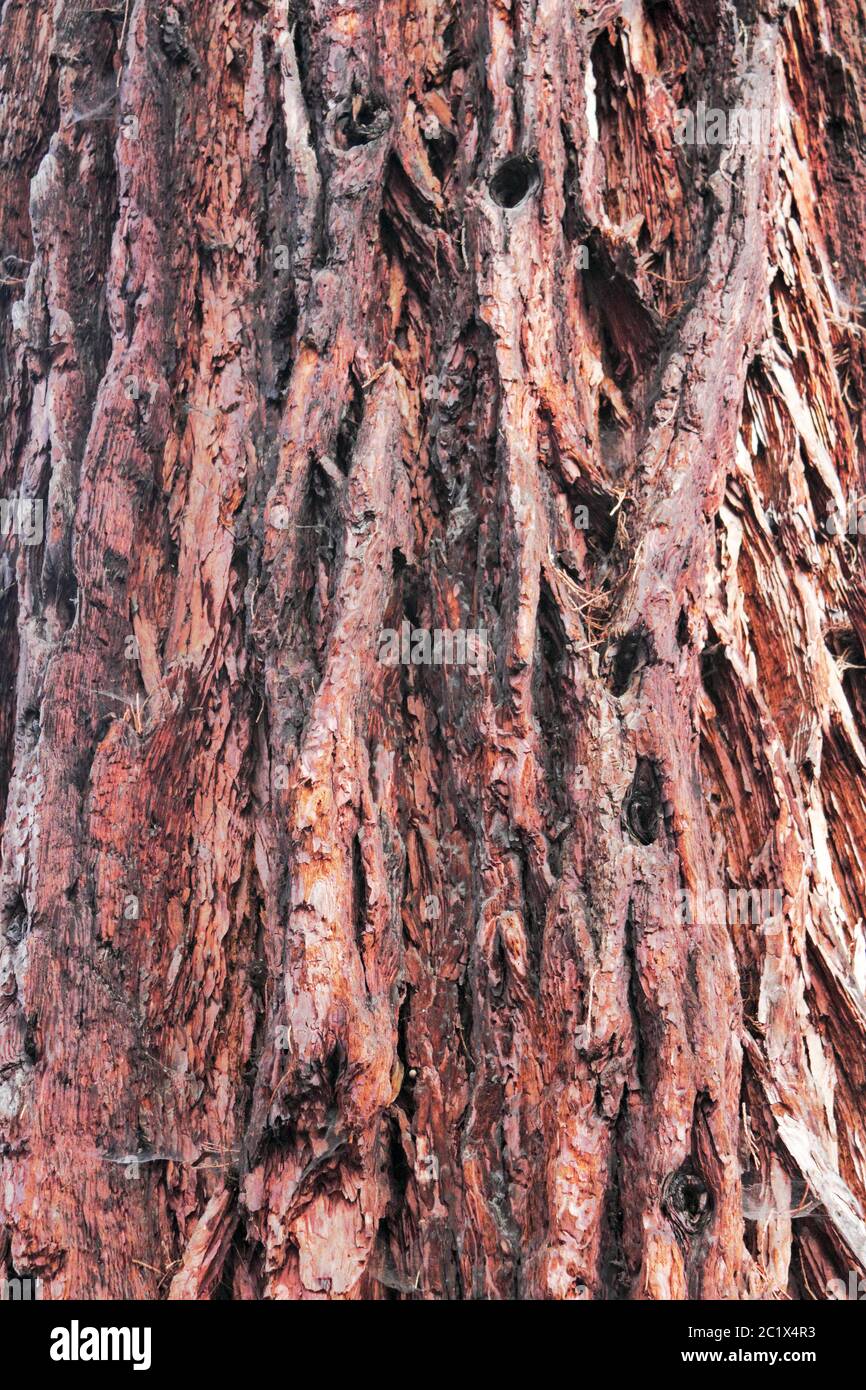Californian sequoia Stock Photo