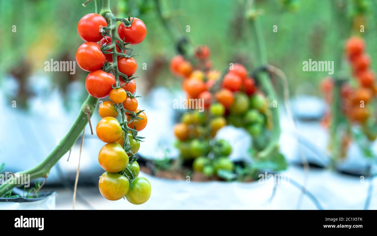 Red Cherry Tomatoes ripen in a greenhouse garden. This is a nutritious