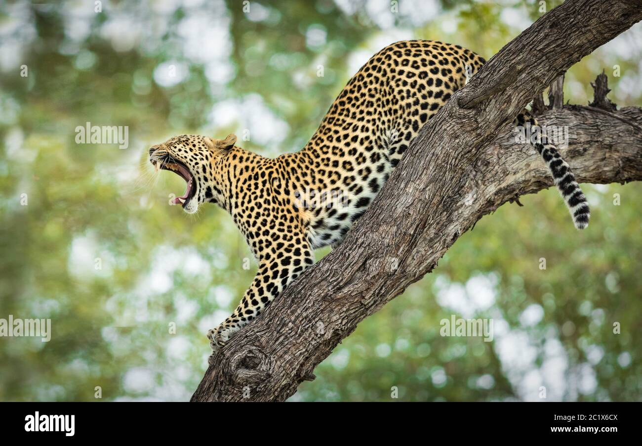 One adult leopard stretching and yawning with mouth open showing teeth, tongue and big whiskers in Khwai Botswana Stock Photo