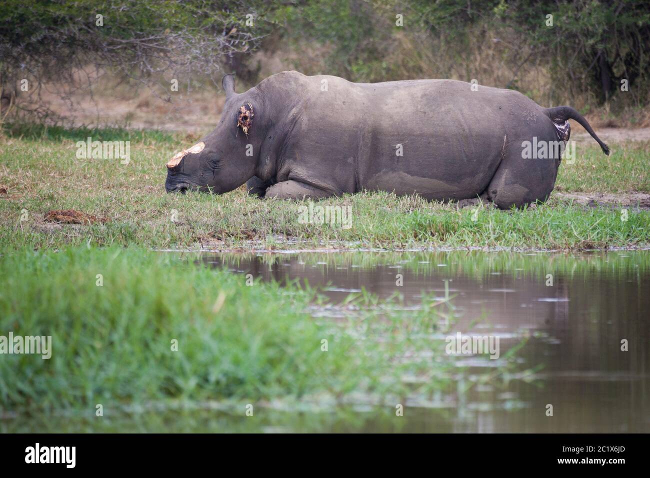 Brutally killed white rhino by poachers with horn and ear removed in Kruger Park South Africa Stock Photo