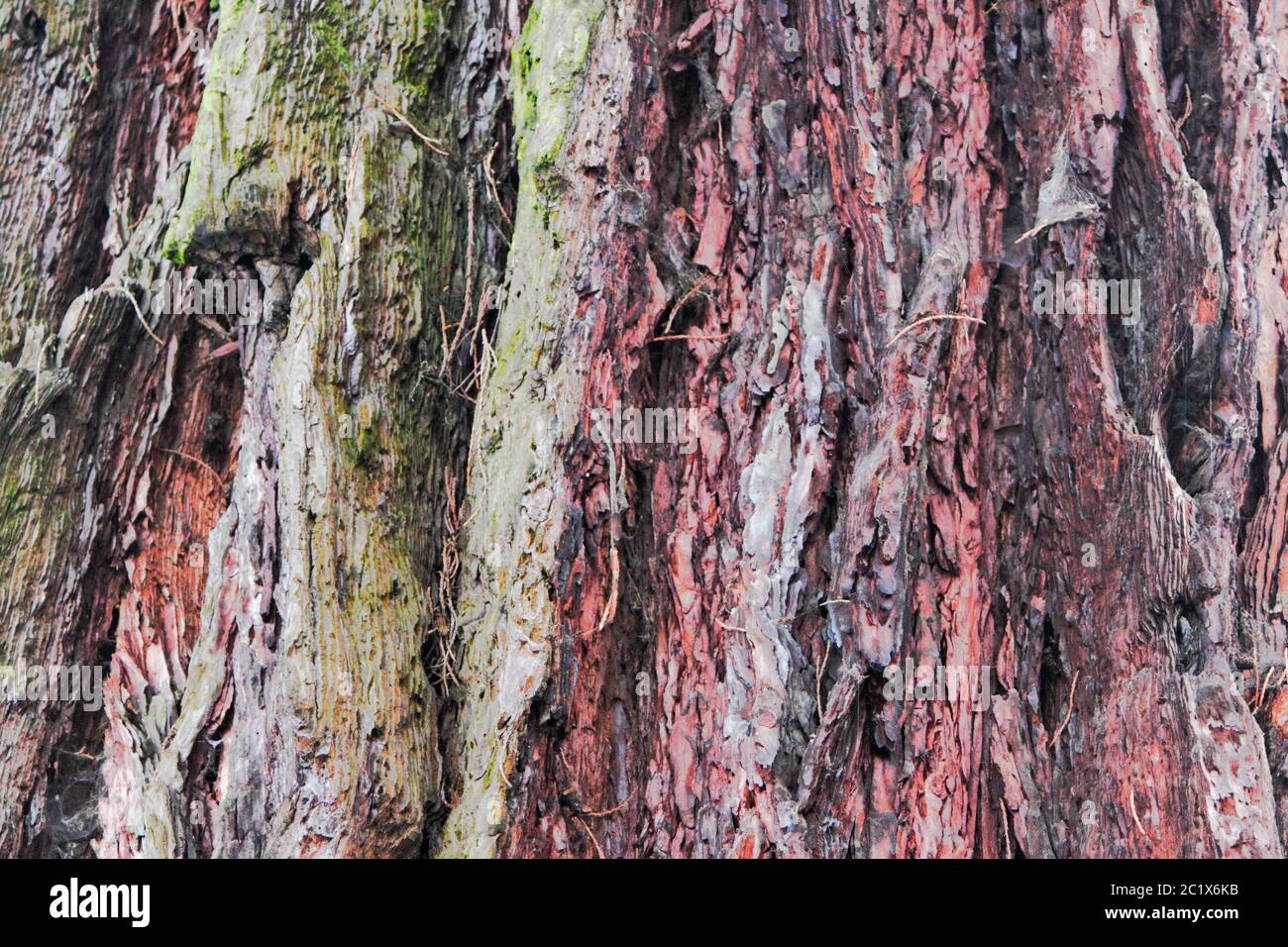 Bark Californian sequoia Stock Photo