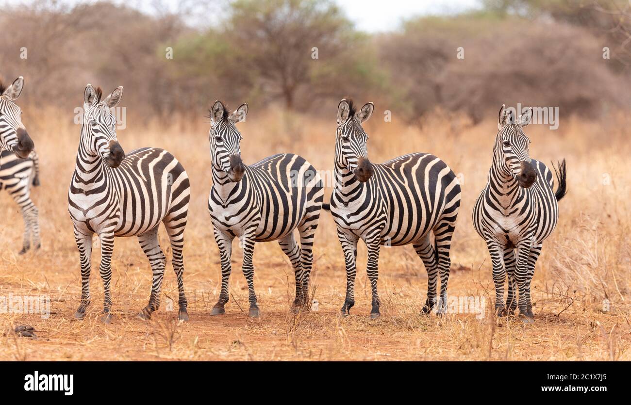 A line of zebras looking in the same direction in Tarangire National Park Tanzania Stock Photo