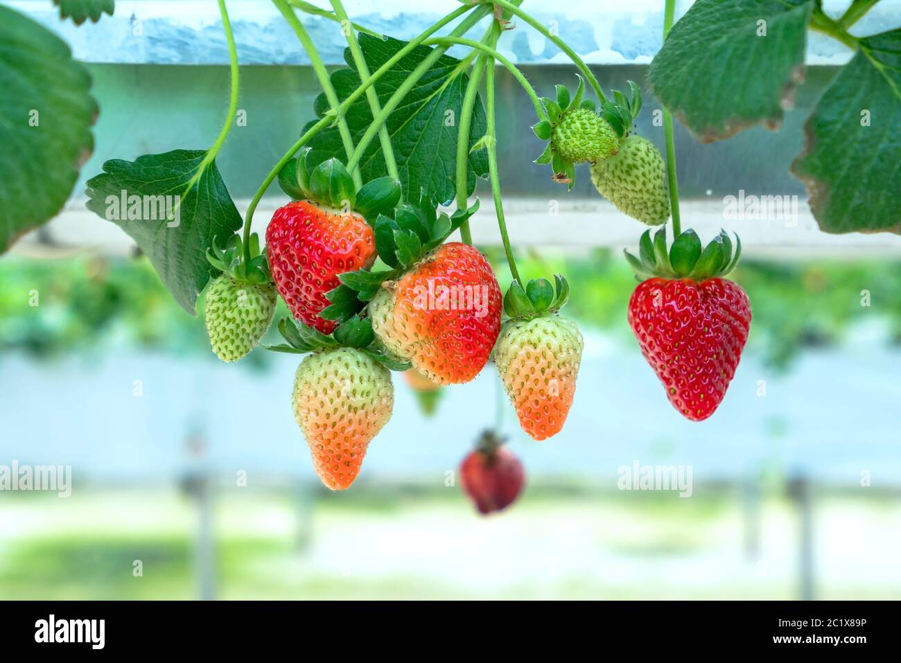Ripe strawberries on the rack in the garden. This fruit is rich in ...