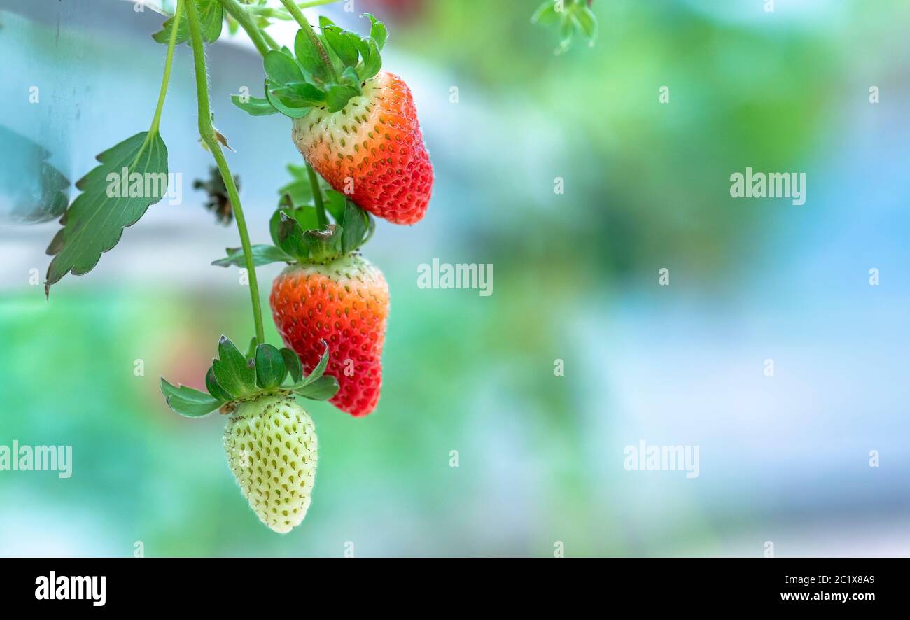 Ripe strawberries on the rack in the garden. This fruit is rich in