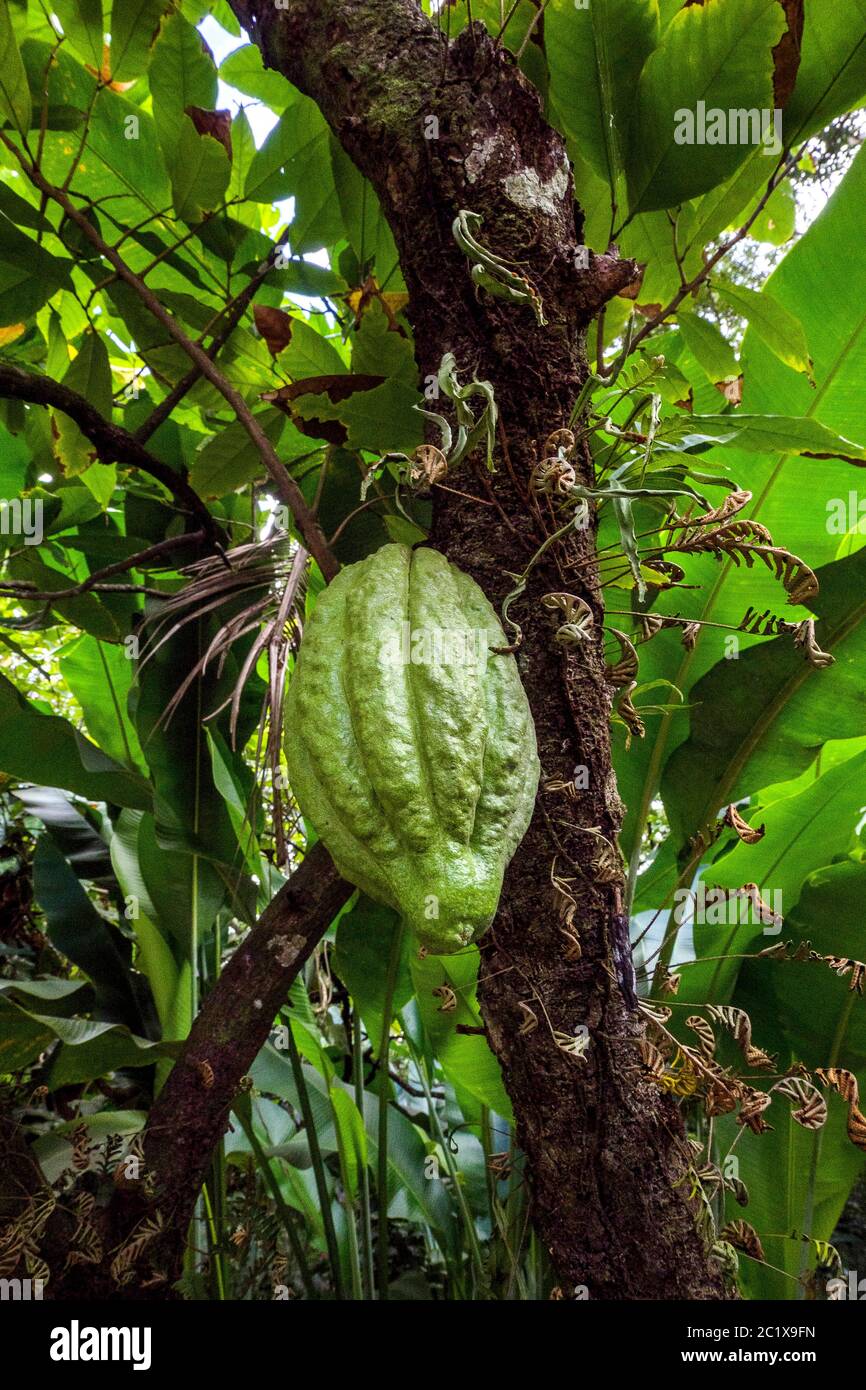 Cocoa Pod Saint Lucia in the Caribbean Sea Stock Photo Alamy