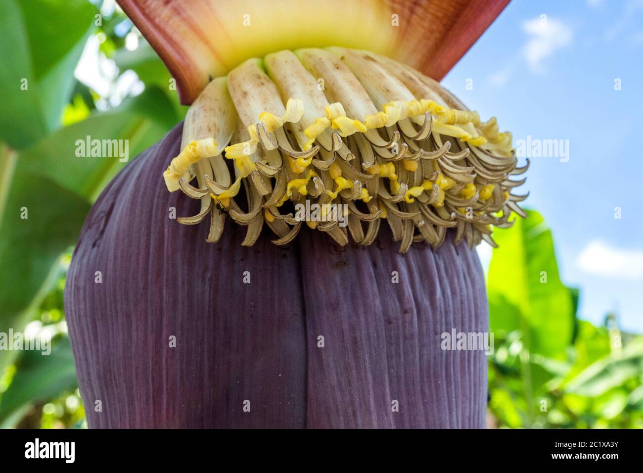 Caribbean Sea - Banana Plantation on St. Lucia Stock Photo - Alamy