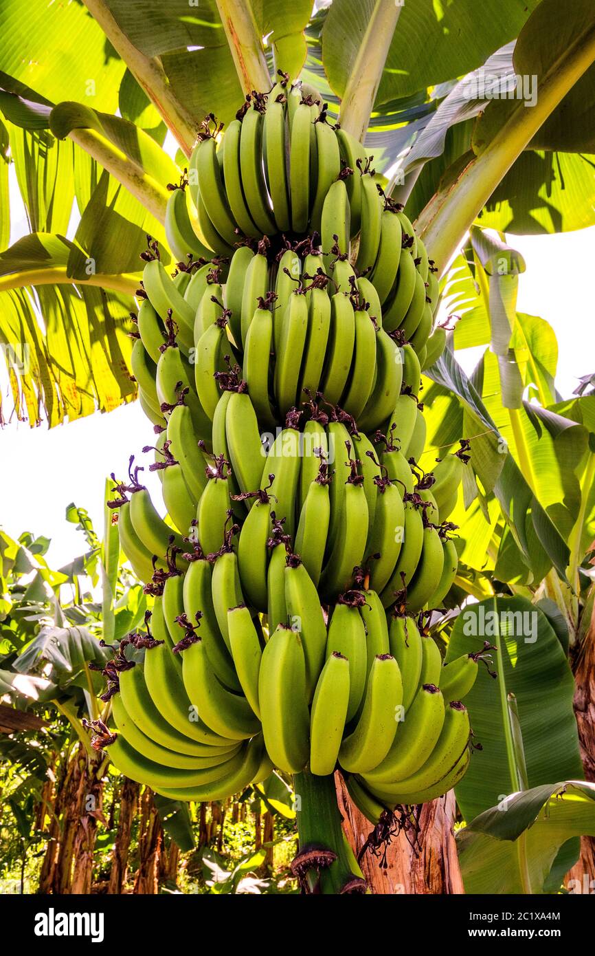 Caribbean Sea Banana Plantation on St. Lucia Stock Photo Alamy