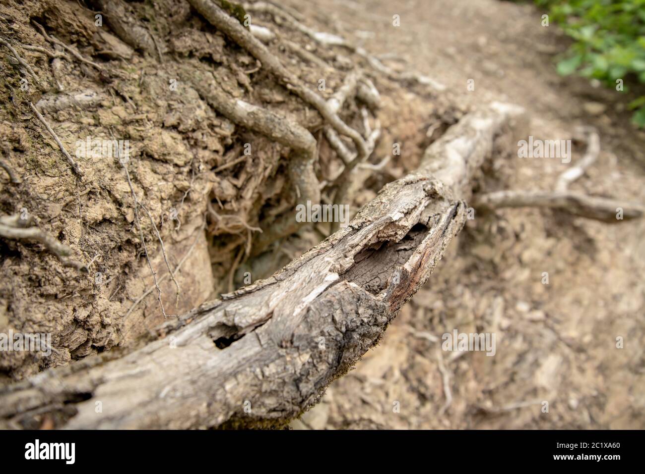 Rotting tree trunk hires stock photography and images Alamy
