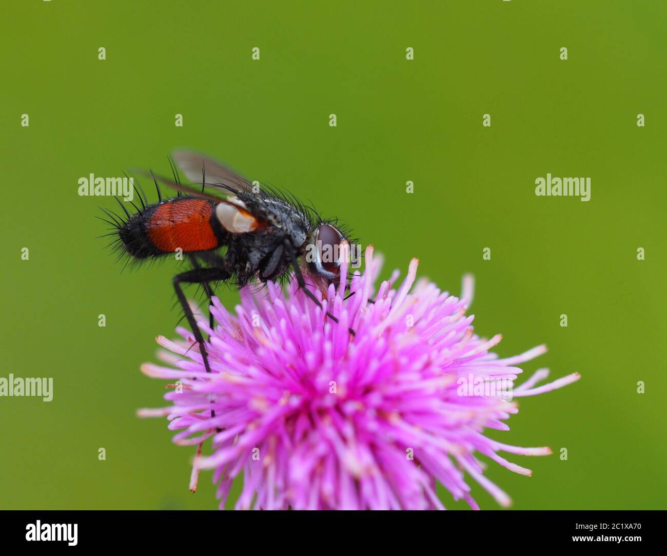 redspotted caterpillars fly Stock Photo Alamy