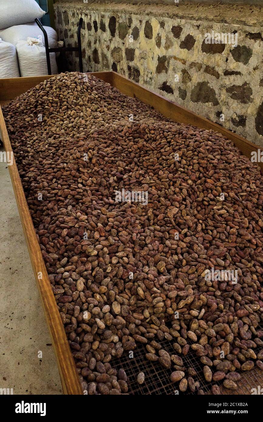 Grenada Cocoa Production Stock Photo Alamy