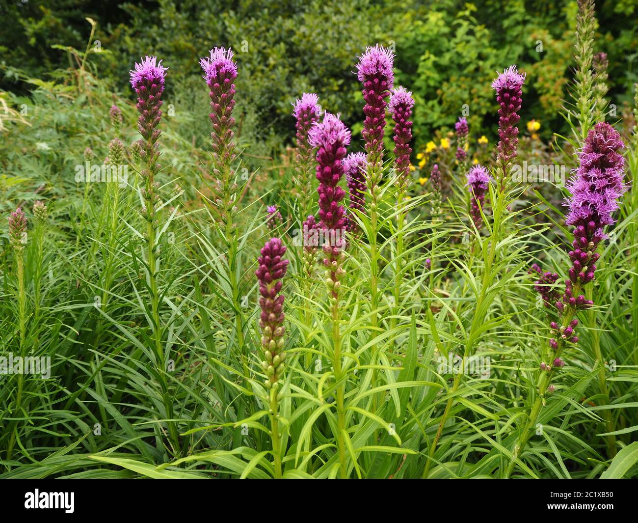 Purple Liatris spicata flowers (dense blazing star or button snakewort) in a garden border Stock Photo