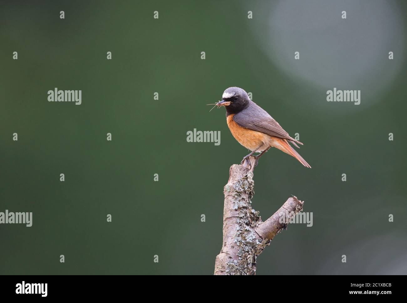 Male common redstart (Phoenicurus phoenicurus) with insect prey, a caddis fly Stock Photo