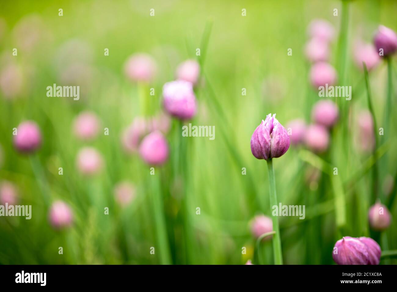 Purple flowers in green grass Stock Photo - Alamy