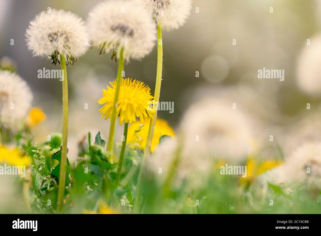Yellow dandelions in sunny meadow Stock Photo