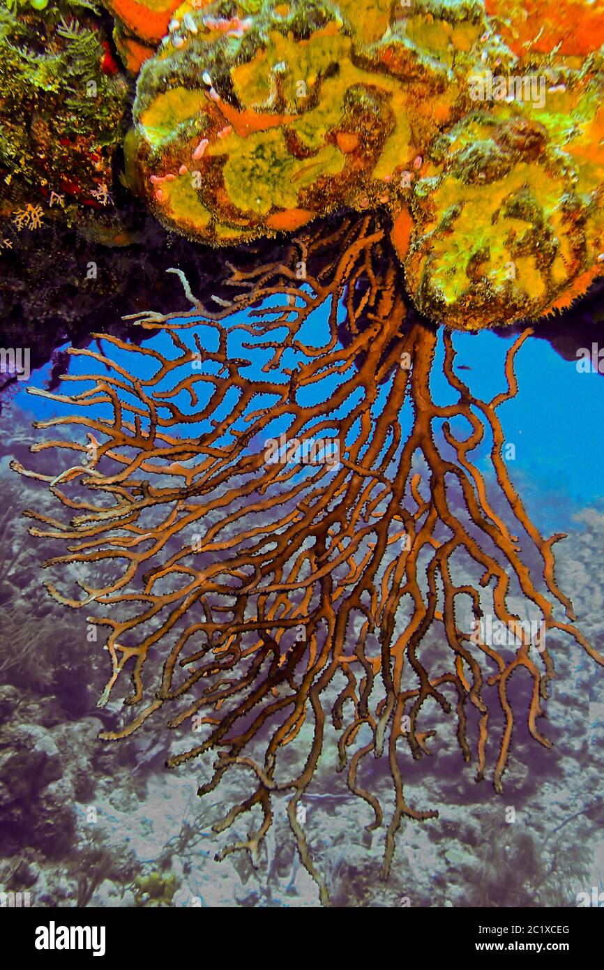 Caribbean Sea - Underwater World on the Grand Cayman Stock Photo