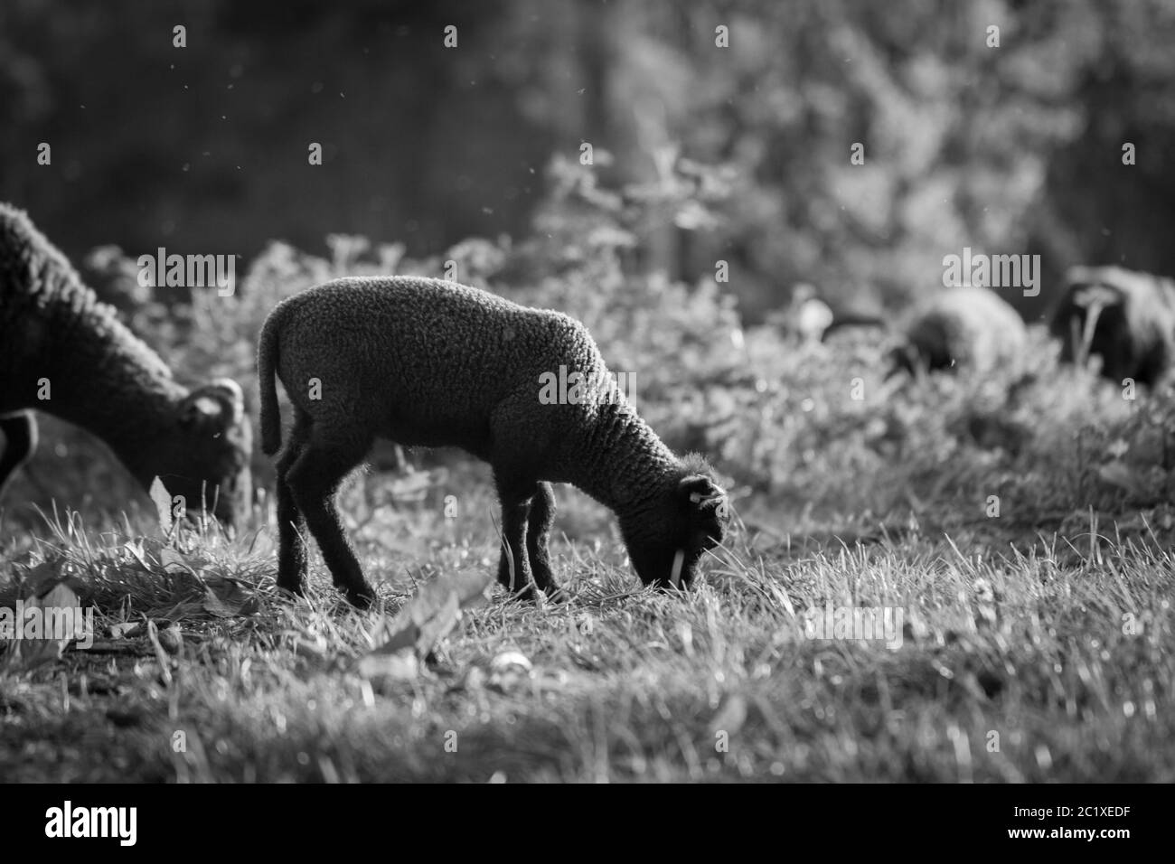 English summer wildlife Black and White Stock Photos & Images - Alamy