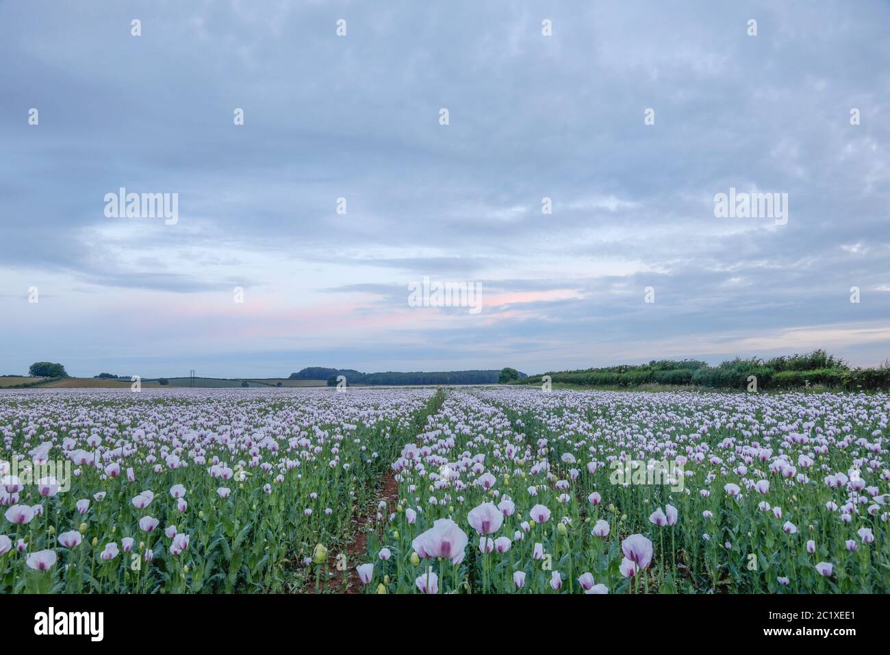 Opium poppies field hi-res stock photography and images - Alamy