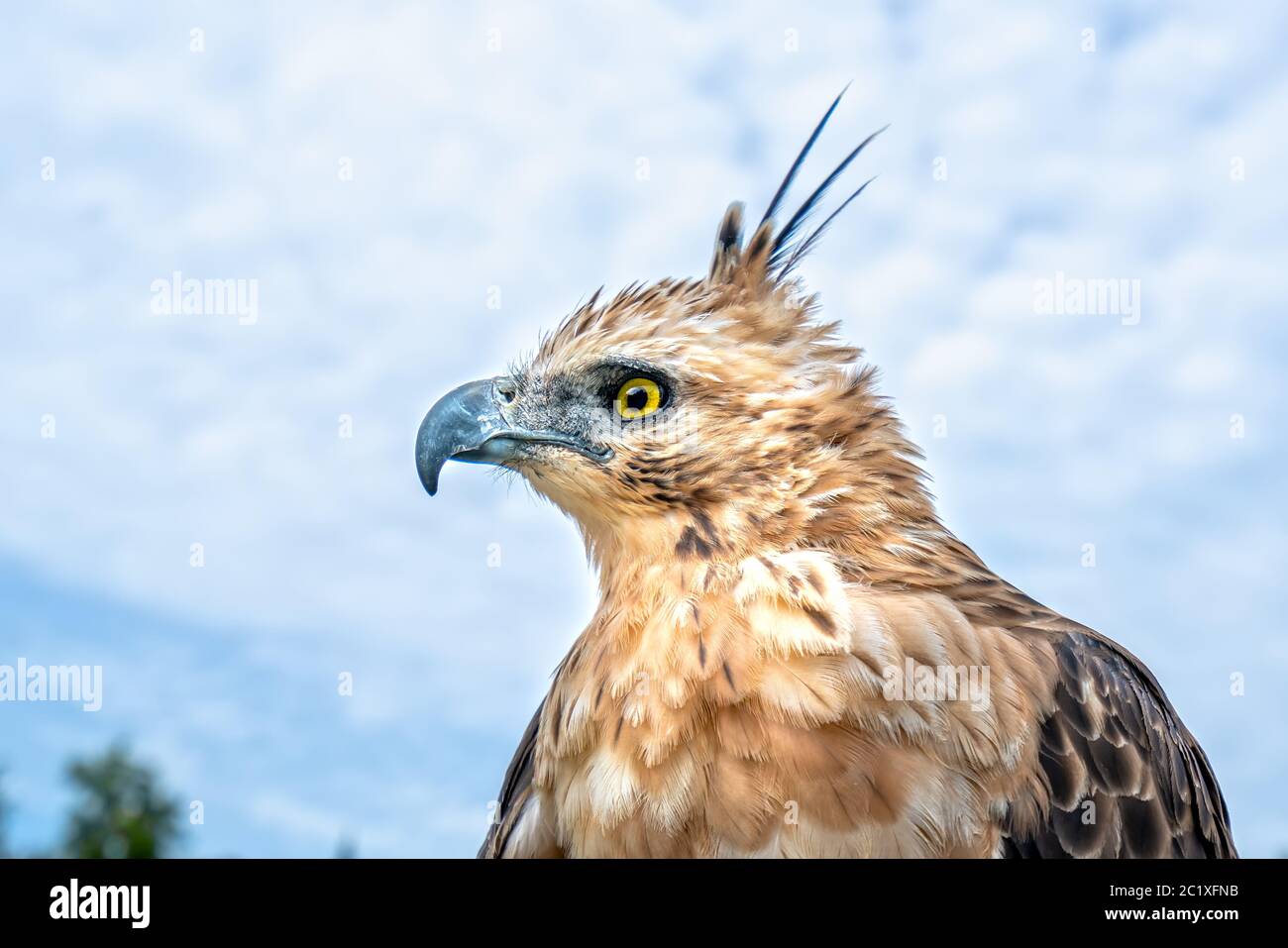 Biggest sea eagle portrait of an eagle hi-res stock photography and ...