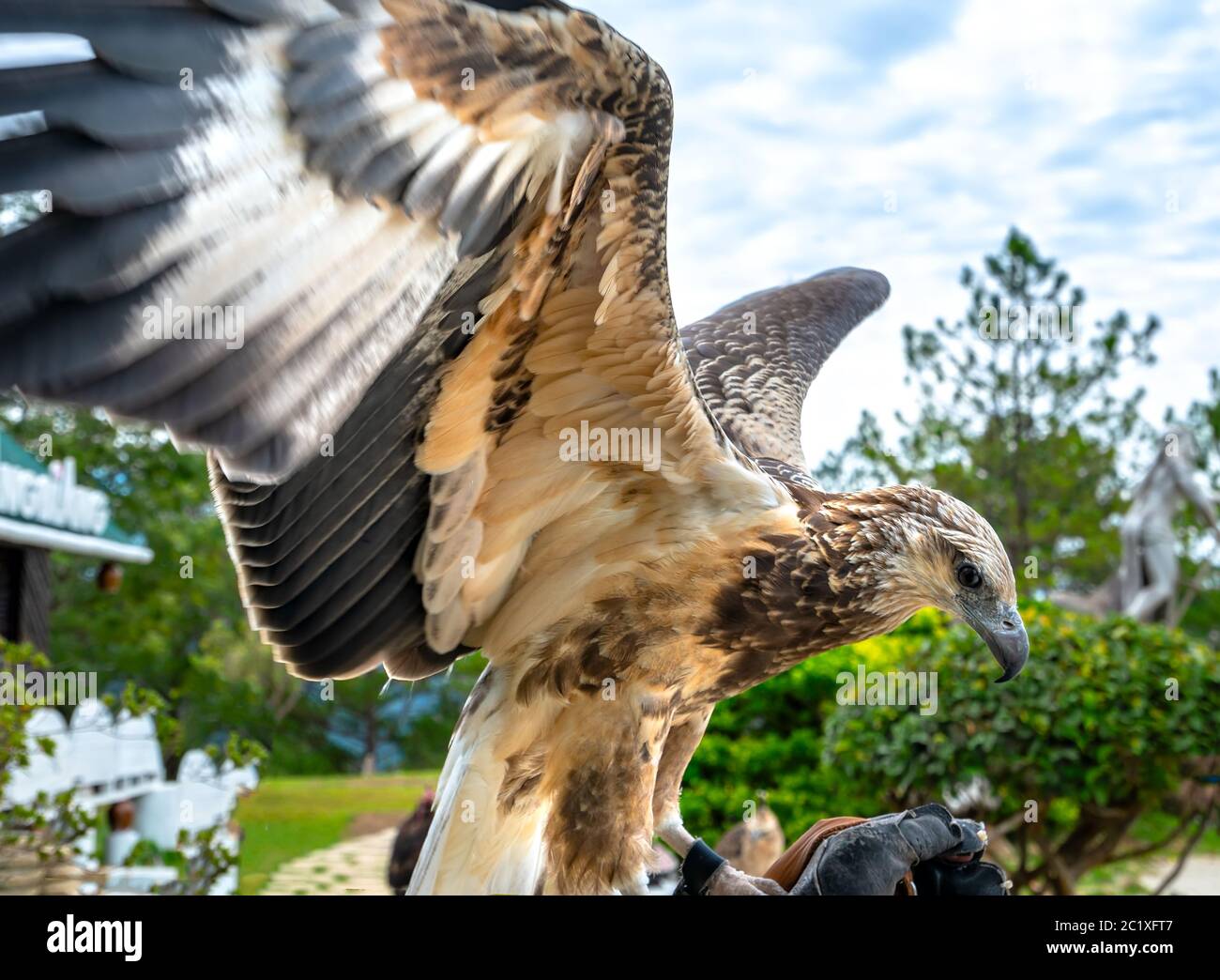 The sea eagle is flapping its wings with prey to attack, this is the