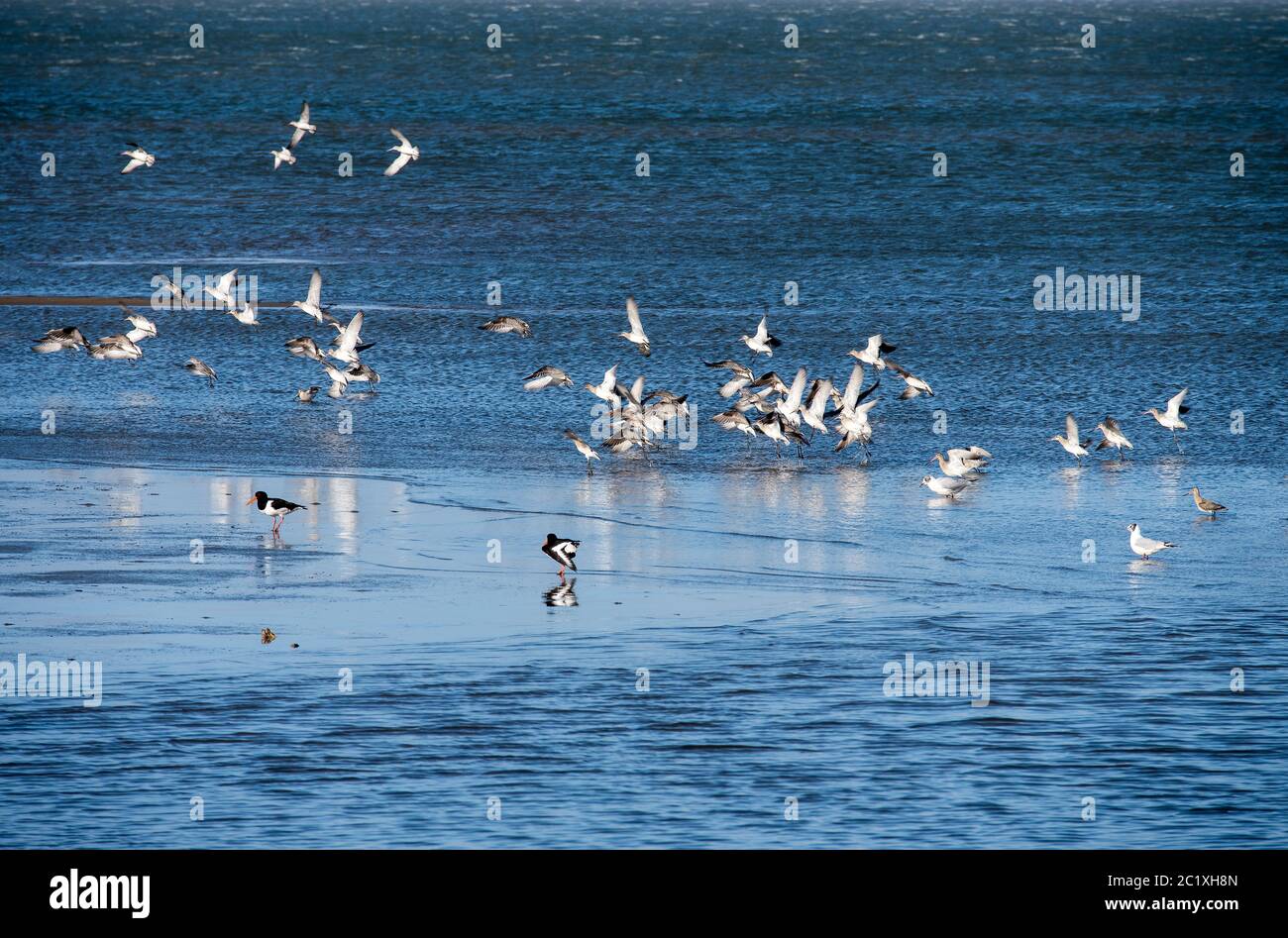 Oystercatcher family hires stock photography and images Alamy