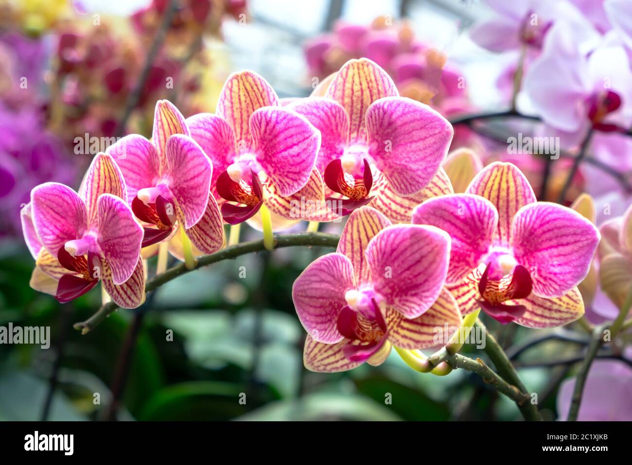 Phalaenopsis Orchids Bloom In A Variety Of Colors In The Garden Waiting To Be Brought To The Flower Market For Sale To Customers Stock Photo Alamy