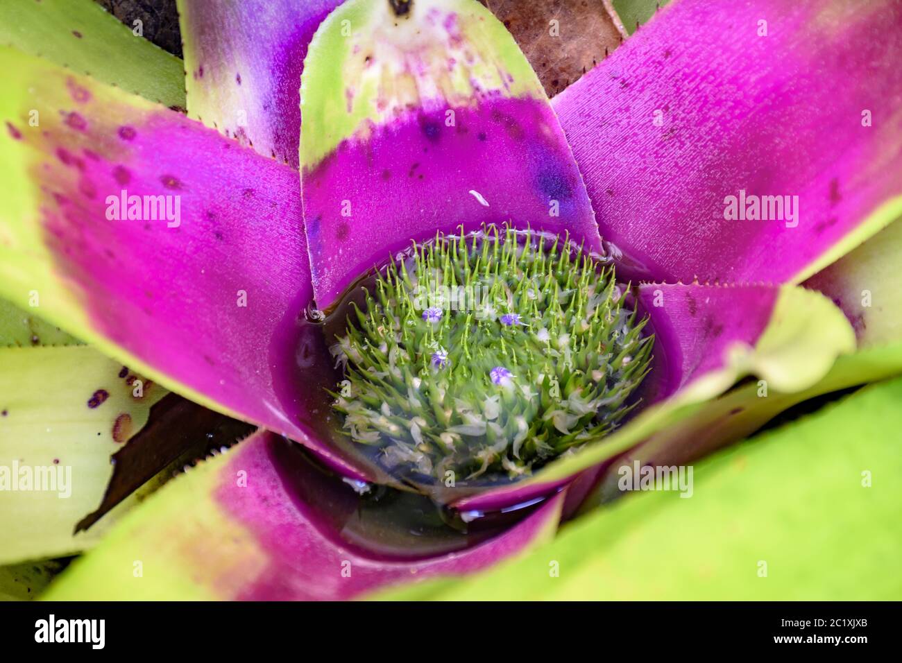 Bromeliad leaves native to the rain forest in Brazil Stock Photo