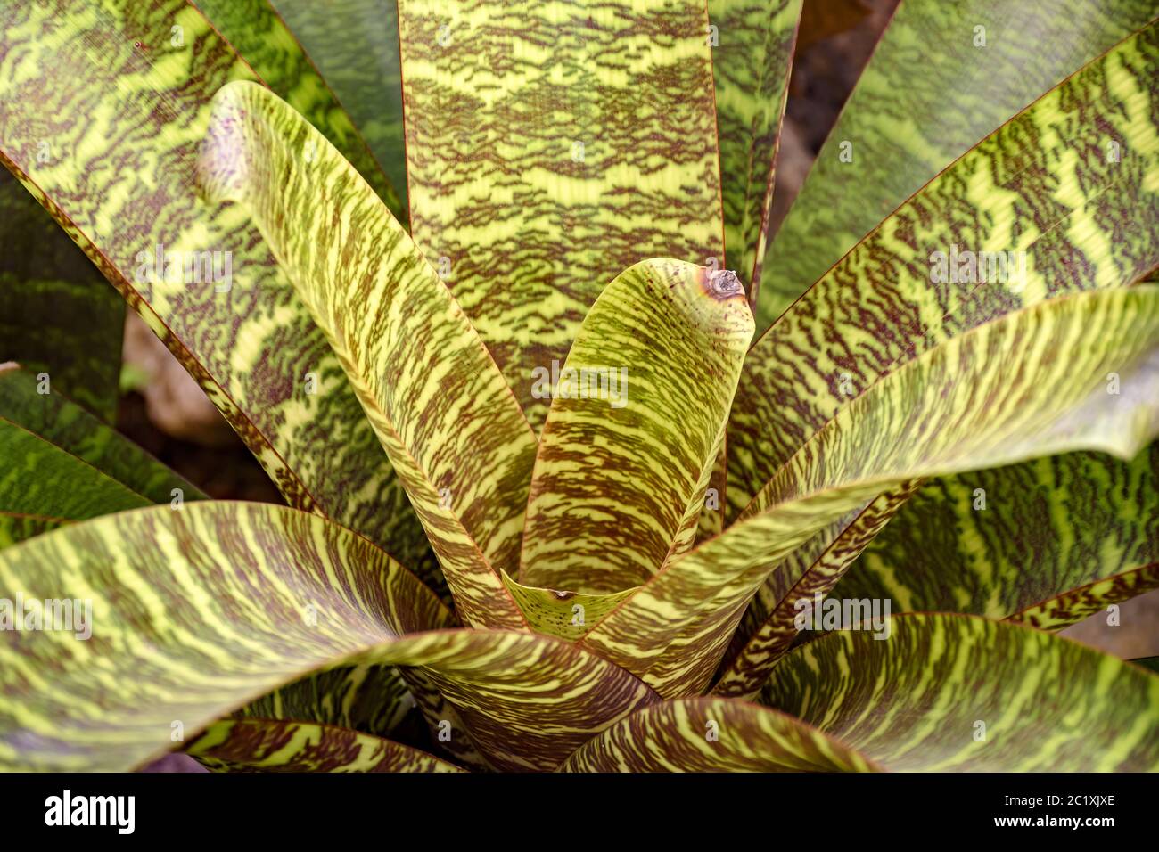 Bromeliad leaves native to the Brazilian rain forest Stock Photo