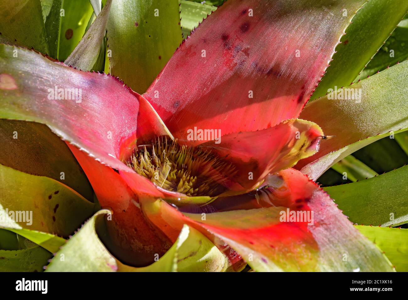 Bromeliad leave native to the Brazilian rain forest Stock Photo